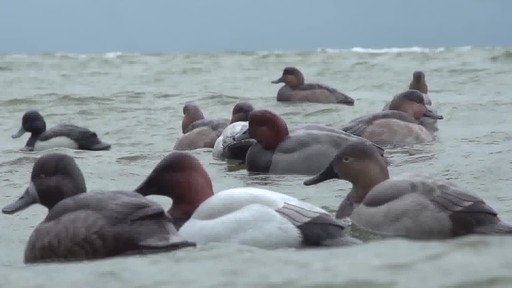 Avian-X Topflight Canvasback Decoys 6 pack - image 4 from the video