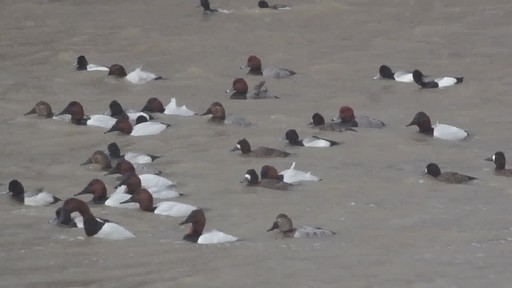 Avian-X Topflight Canvasback Decoys 6 pack - image 5 from the video