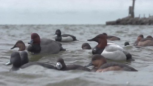 Avian-X Topflight Canvasback Decoys 6 pack - image 6 from the video