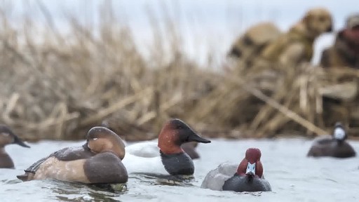 Avian-X Topflight Canvasback Decoys 6 pack - image 9 from the video