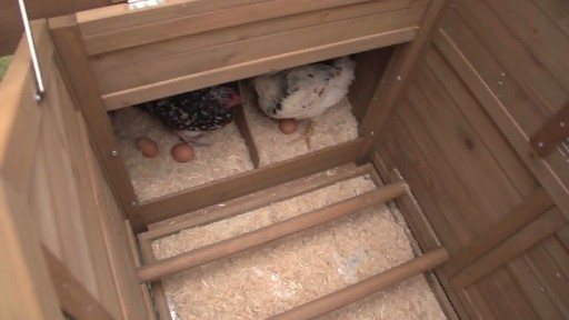 CASTLECREEK Medium Chicken Coop - image 3 from the video