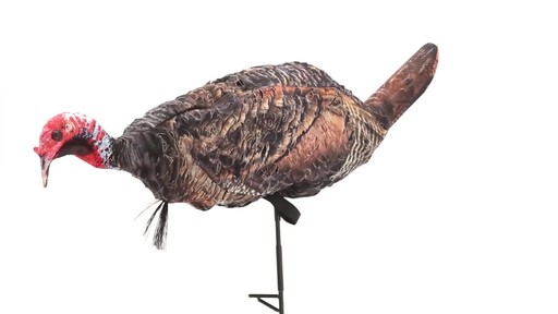 Montana Decoy Purr-Fect Pair 3D Turkey Hunting Decoys - image 1 from the video