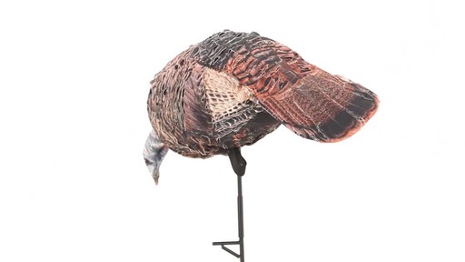 Montana Decoy Purr-Fect Pair 3D Turkey Hunting Decoys - image 10 from the video