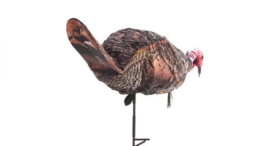 Montana Decoy Purr-Fect Pair 3D Turkey Hunting Decoys - image 4 from the video