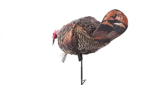 Montana Decoy Purr-Fect Pair 3D Turkey Hunting Decoys - image 5 from the video