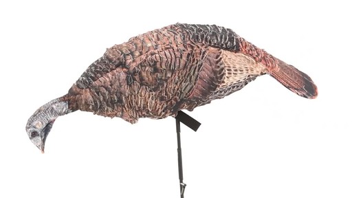 Montana Decoy Purr-Fect Pair 3D Turkey Hunting Decoys - image 6 from the video