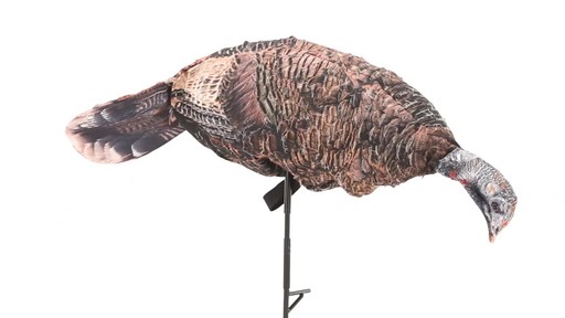Montana Decoy Purr-Fect Pair 3D Turkey Hunting Decoys - image 8 from the video