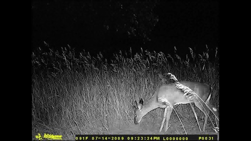 Wildgame Innovations Razor™ 6MP Trail Camera - image 4 from the video
