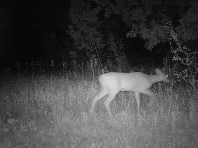 Browning® Range Ops XD7MP Trail Camera - image 6 from the video