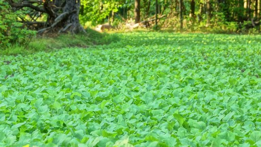 BiolLogic New Zealand Maximum Forage - image 6 from the video