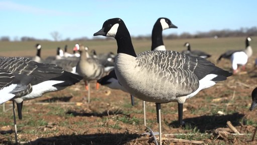 Avian-X AXP Outfitter Lesser Decoys 12 pack - image 2 from the video
