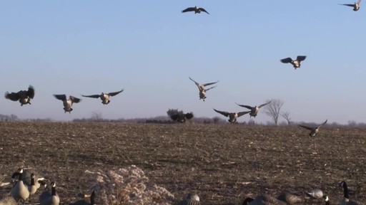 Avian-X AXP Outfitter Lesser Decoys 12 pack - image 3 from the video