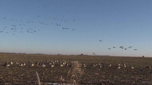 Avian-X AXP Outfitter Lesser Decoys 12 pack - image 4 from the video