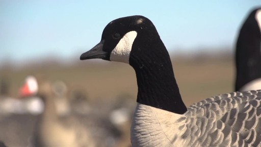 Avian-X AXP Outfitter Lesser Decoys 12 pack - image 8 from the video