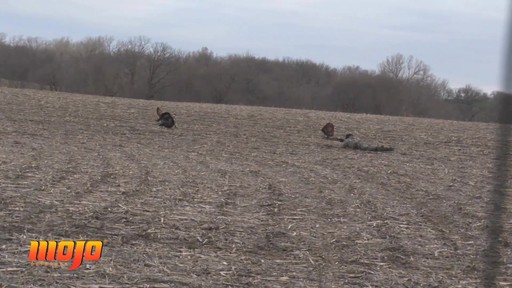 MOJO Scoot-N-Shoot Turkey Decoy - image 8 from the video