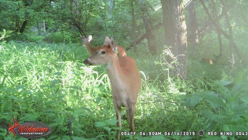 Wildgame Innovations 360 Degree Trail Camera - image 2 from the video