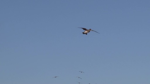 Avian-X Top Flight Gadwall Gray Duck Decoys 6 Pack - image 10 from the video