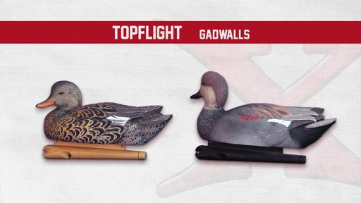 Avian-X Top Flight Gadwall Gray Duck Decoys 6 Pack - image 3 from the video