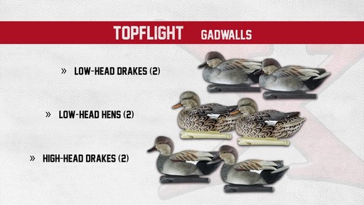 Avian-X Top Flight Gadwall Gray Duck Decoys 6 Pack - image 4 from the video