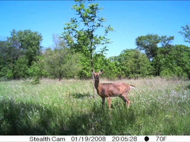 Stealth Cam&reg; Prowler XT 8MP IR Game Camera - image 4 from the video
