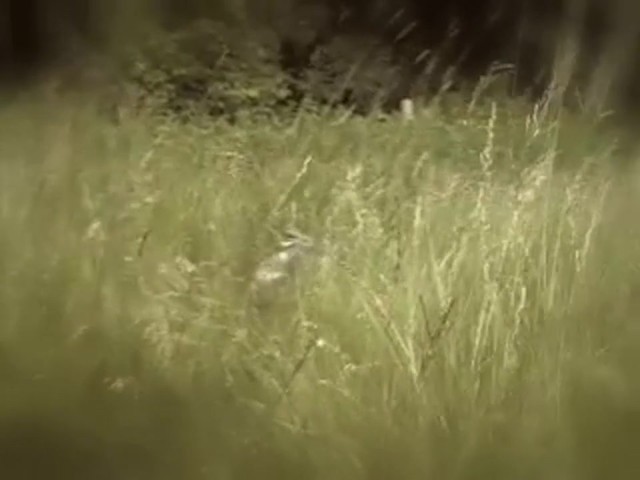 Edge by Expedite&reg; Quiver Rabbit Decoy - image 1 from the video