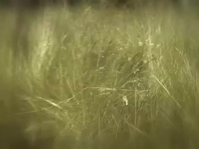 Edge by Expedite&reg; Quiver Rabbit Decoy - image 9 from the video