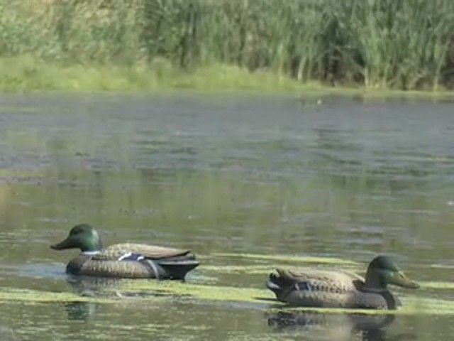 Single Expedite&#153; Quiver Duck Drake Decoy - image 10 from the video