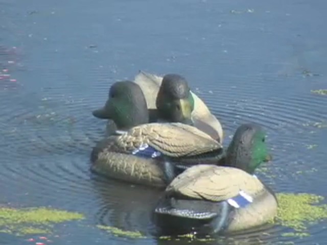 Single Expedite&#153; Quiver Duck Drake Decoy - image 9 from the video