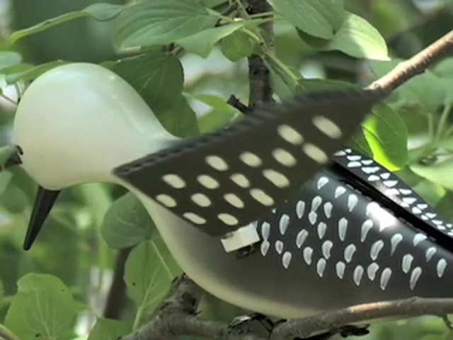Whirling Woodpecker Decoy  - image 1 from the video
