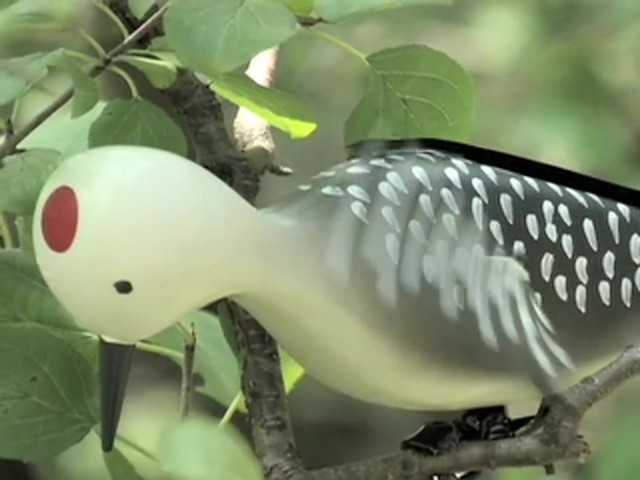 Whirling Woodpecker Decoy  - image 10 from the video
