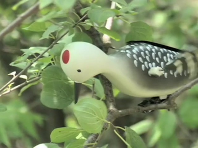 Whirling Woodpecker Decoy  - image 5 from the video