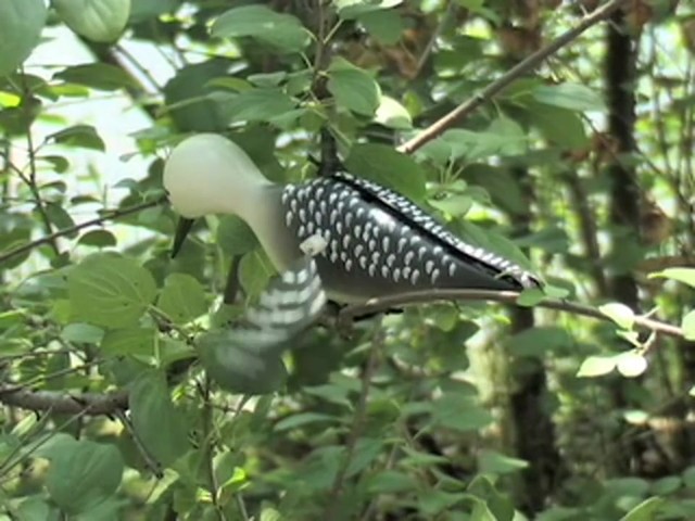 Whirling Woodpecker Decoy  - image 6 from the video