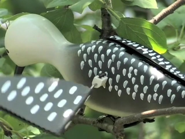 Whirling Woodpecker Decoy  - image 7 from the video