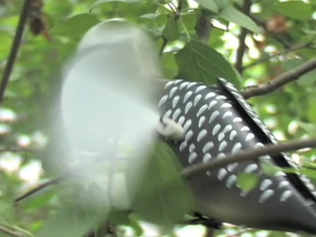 Whirling Woodpecker Decoy  - image 9 from the video