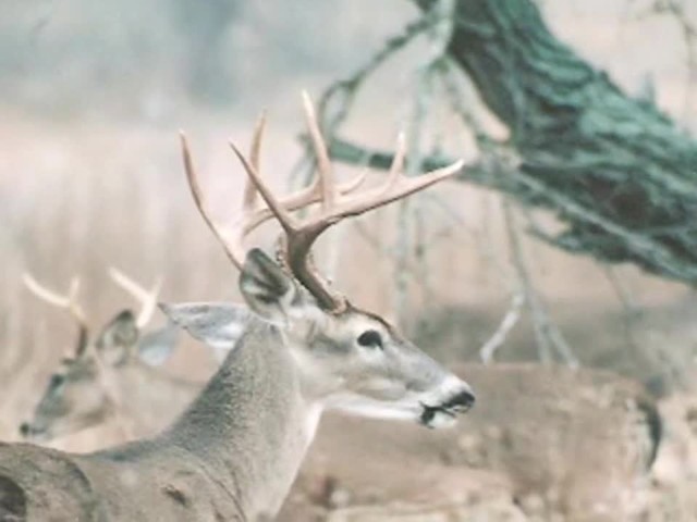 Lohman&reg; Snort Deer Call  - image 6 from the video