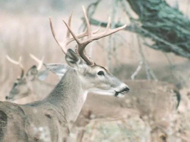 Lohman&reg; Snort Deer Call  - image 7 from the video