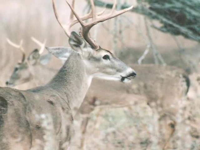 Lohman&reg; Snort Deer Call  - image 8 from the video