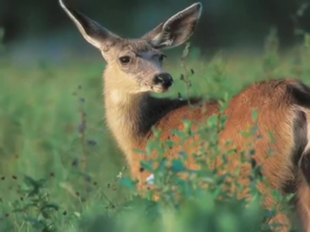 Lohman&reg; Bleat Deer Call  - image 6 from the video