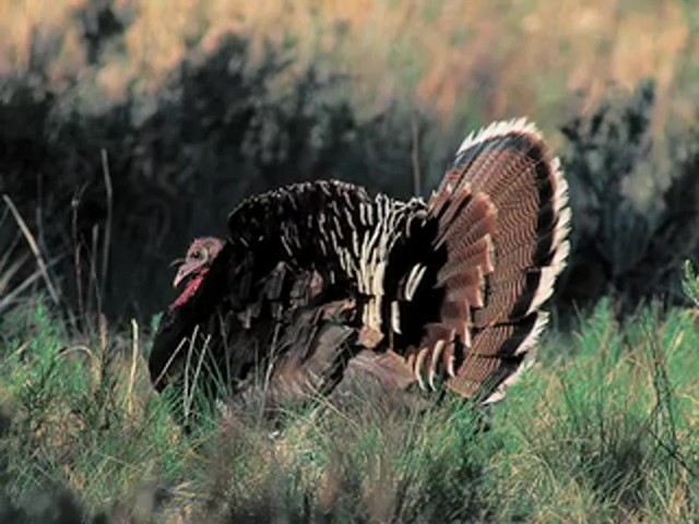 Remington&reg; Magnum Strutter Turkey Call  - image 6 from the video
