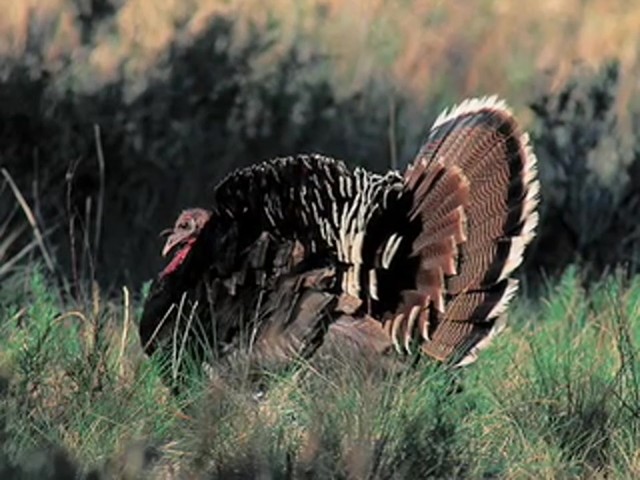Remington&reg; Magnum Strutter Turkey Call  - image 7 from the video