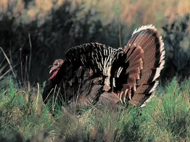 Remington&reg; Magnum Strutter Turkey Call  - image 8 from the video