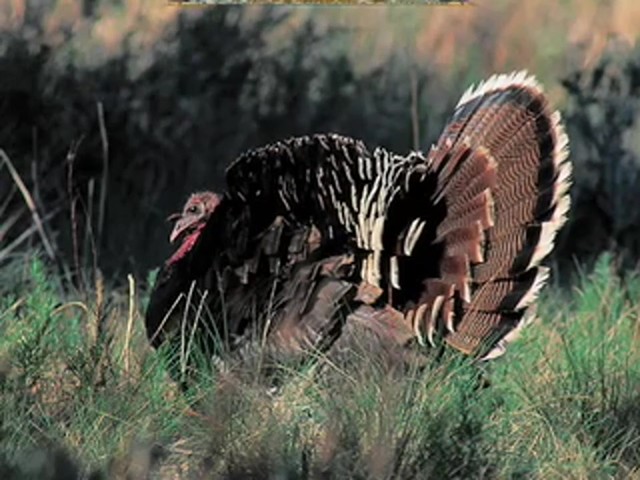 Remington&reg; Magnum Strutter Turkey Call  - image 9 from the video