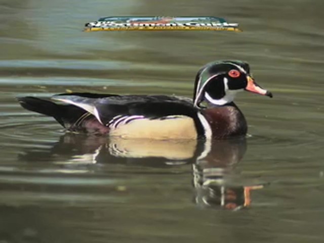 Mick Lacy&reg; Wood Duck Call - image 10 from the video