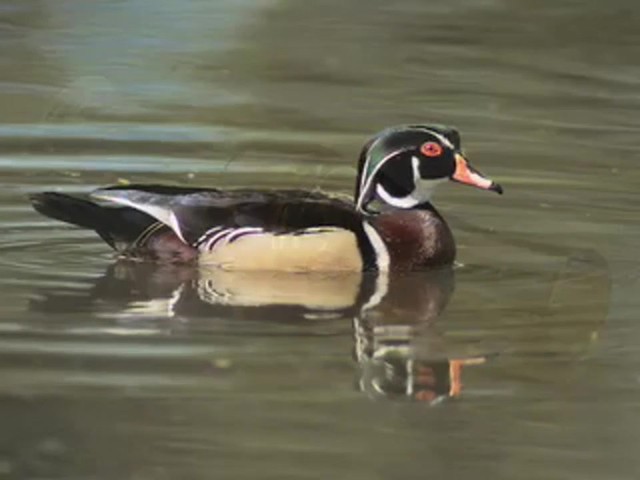 Mick Lacy&reg; Wood Duck Call - image 6 from the video