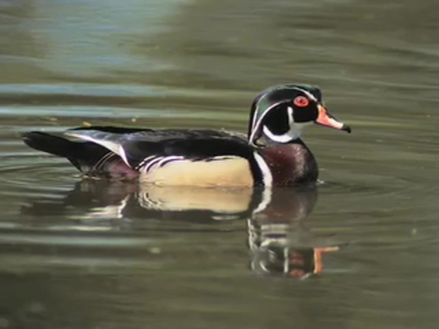 Mick Lacy&reg; Wood Duck Call - image 7 from the video