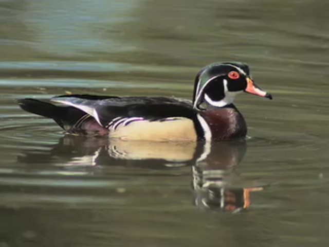 Mick Lacy&reg; Wood Duck Call - image 9 from the video