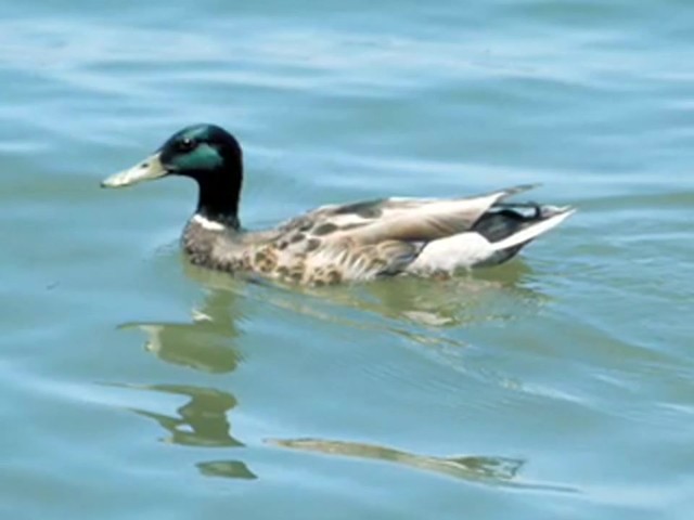 Quaker Boy&reg; Acrylic Quack Master Duck Call - image 6 from the video