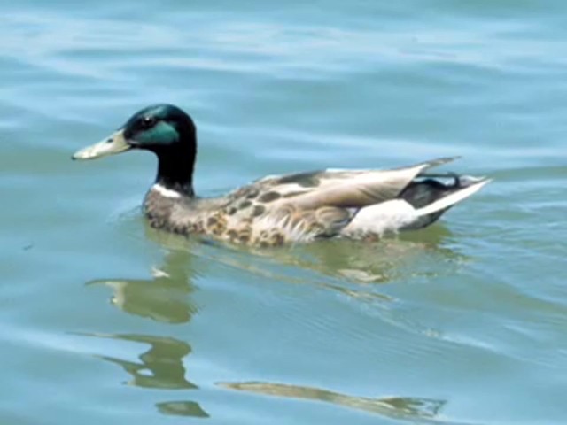 Quaker Boy&reg; Acrylic Quack Master Duck Call - image 7 from the video