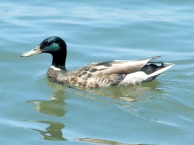 Quaker Boy&reg; Acrylic Quack Master Duck Call - image 8 from the video