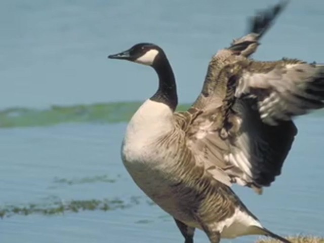 Buck Gardner&reg; Performance Series Snow Hammer Goose Call  - image 7 from the video